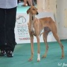 Agg Amaias Elgetara - Champion Class - EXC.1, CAC, CACIB,WORLD WINNER 2013