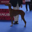 Open class_Azamour Khemosabi - V1, CAC, CACIB, EV, BOB, BOG