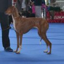 Champion class_Ghat de Nulle Part Ailleurs - V1, CAC, res.CACIB