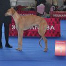 Champion class_ Batal Emir Ag Dalvit - V1, CAC, CACIB, EV 