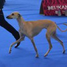 Champion class_Bassira Ag Dalvit - V1, CAC, CACIB, EV, BOB