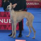 Champion class_Beyla El Guerrouj - V2, res.CAC, res.CACIB