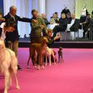 Champion class_DarraKel-es-Suf - V1, CAC, CACIB, BOB