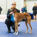 Azawakh - Tamidda of Silverdale Azawakh - Tamidda of Silverdale