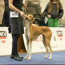 Azawakh - Ahimana Illy Azawakh - Ahimana Illy