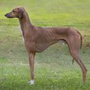 Tamidda of Silverdale