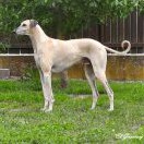 Caamil el Guerrouj Caamil el Guerrouj