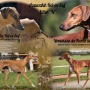 očekávaný vrh N - Kel-es-Suf očekávaný vrh N - Kel-es-Suf