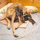 štěnátka s maminkou P´Naouel Des Cinq Tribus. štěnátka s maminkou P´Naouel Des Cinq Tribus.