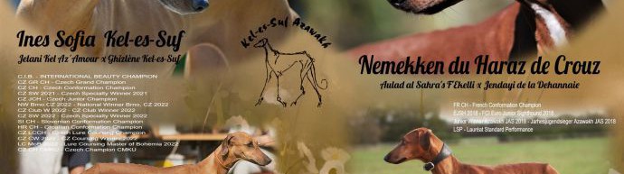 Očekávaný vrh v chovatelské stanici AZAWAKH - "Kel-es-Suf"